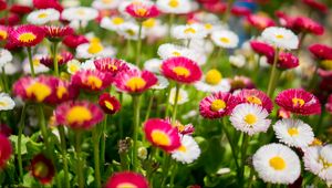 Preview wallpaper flowers, daisies, glade, colorful