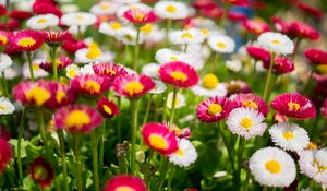 Preview wallpaper flowers, daisies, glade, colorful