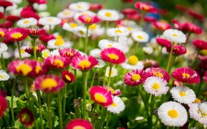 Preview wallpaper flowers, daisies, glade, colorful