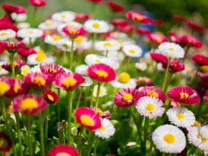 Preview wallpaper flowers, daisies, glade, colorful