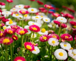 Preview wallpaper flowers, daisies, glade, colorful
