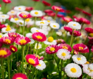 Preview wallpaper flowers, daisies, glade, colorful