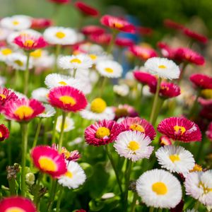 Preview wallpaper flowers, daisies, glade, colorful