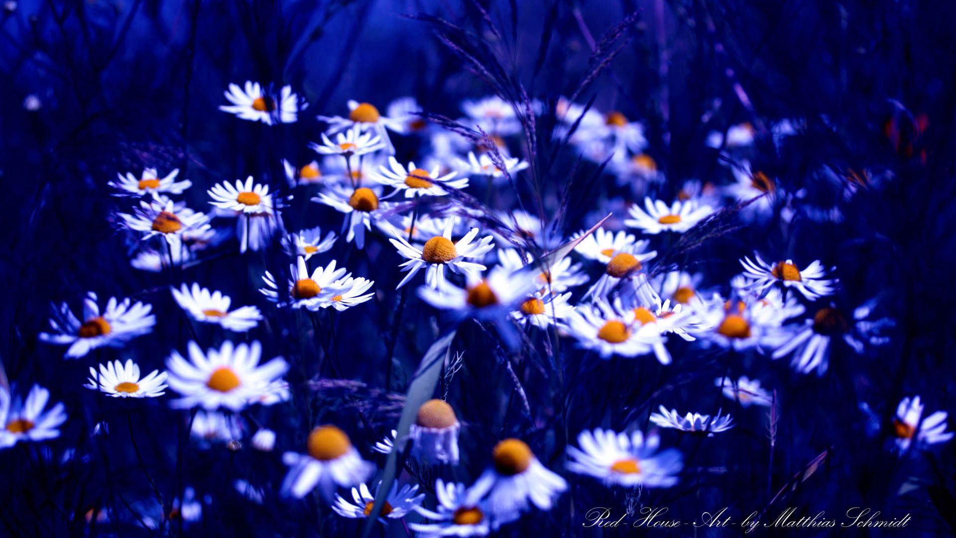 Download wallpaper 1920x1080 flowers, daisies, light, dark hd background