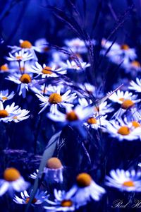 Preview wallpaper flowers, daisies, light, dark