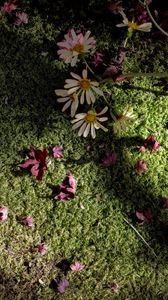 Preview wallpaper flowers, daisies, petals, moss, light