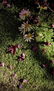 Preview wallpaper flowers, daisies, petals, moss, light