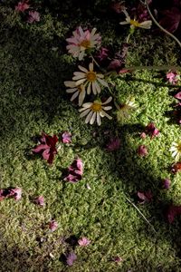 Preview wallpaper flowers, daisies, petals, moss, light