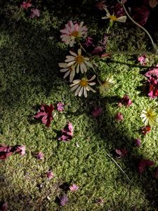 Preview wallpaper flowers, daisies, petals, moss, light