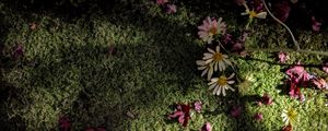 Preview wallpaper flowers, daisies, petals, moss, light