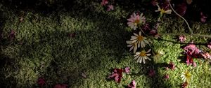 Preview wallpaper flowers, daisies, petals, moss, light