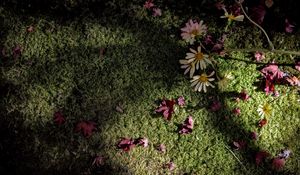 Preview wallpaper flowers, daisies, petals, moss, light