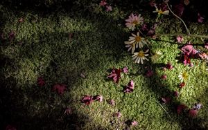 Preview wallpaper flowers, daisies, petals, moss, light