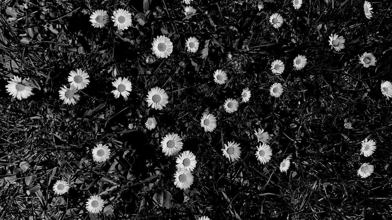 Wallpaper flowers, daisies, plants, grass, bw