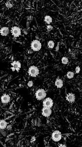 Preview wallpaper flowers, daisies, plants, grass, bw