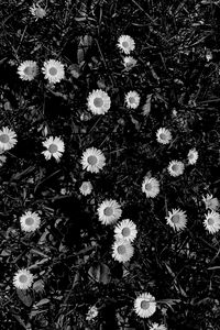 Preview wallpaper flowers, daisies, plants, grass, bw