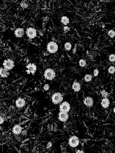 Preview wallpaper flowers, daisies, plants, grass, bw