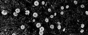 Preview wallpaper flowers, daisies, plants, grass, bw