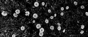 Preview wallpaper flowers, daisies, plants, grass, bw