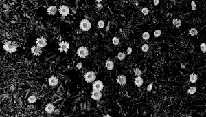 Preview wallpaper flowers, daisies, plants, grass, bw