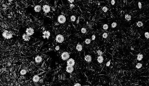 Preview wallpaper flowers, daisies, plants, grass, bw