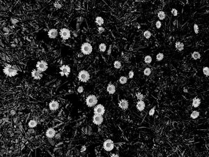 Preview wallpaper flowers, daisies, plants, grass, bw