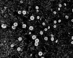 Preview wallpaper flowers, daisies, plants, grass, bw