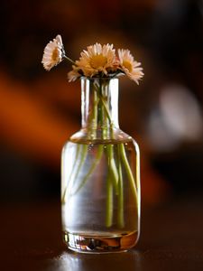 Preview wallpaper flowers, daisies, vase, shadows, blur