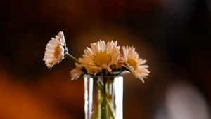 Preview wallpaper flowers, daisies, vase, shadows, blur