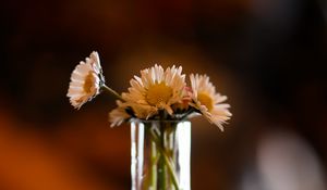 Preview wallpaper flowers, daisies, vase, shadows, blur