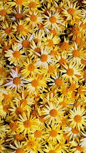 Preview wallpaper flowers, daisies, yellow, many