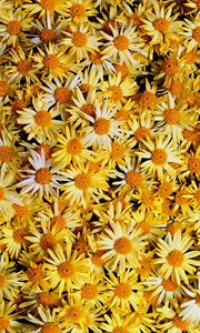 Preview wallpaper flowers, daisies, yellow, many