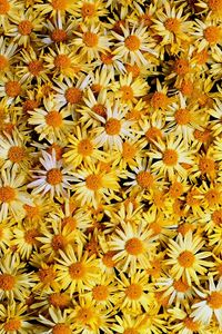 Preview wallpaper flowers, daisies, yellow, many