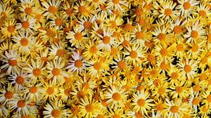 Preview wallpaper flowers, daisies, yellow, many