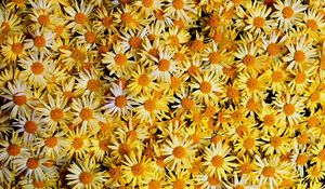 Preview wallpaper flowers, daisies, yellow, many