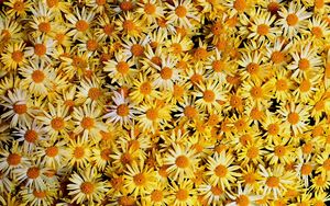 Preview wallpaper flowers, daisies, yellow, many