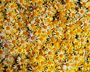 Preview wallpaper flowers, daisies, yellow, many