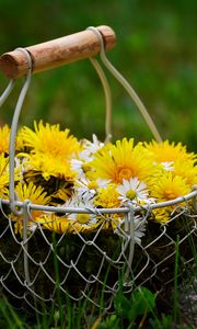 Preview wallpaper flowers, dandelions, basket