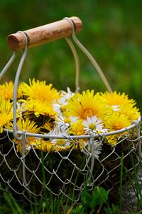 Preview wallpaper flowers, dandelions, basket