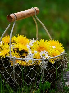 Preview wallpaper flowers, dandelions, basket