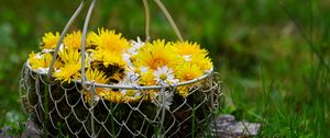 Preview wallpaper flowers, dandelions, basket