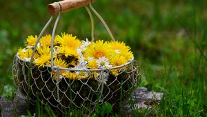 Preview wallpaper flowers, dandelions, basket