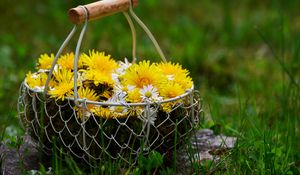 Preview wallpaper flowers, dandelions, basket