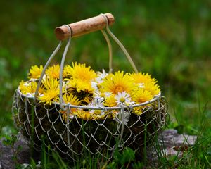 Preview wallpaper flowers, dandelions, basket