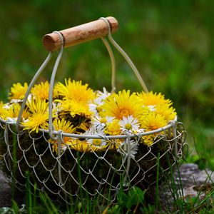 Preview wallpaper flowers, dandelions, basket