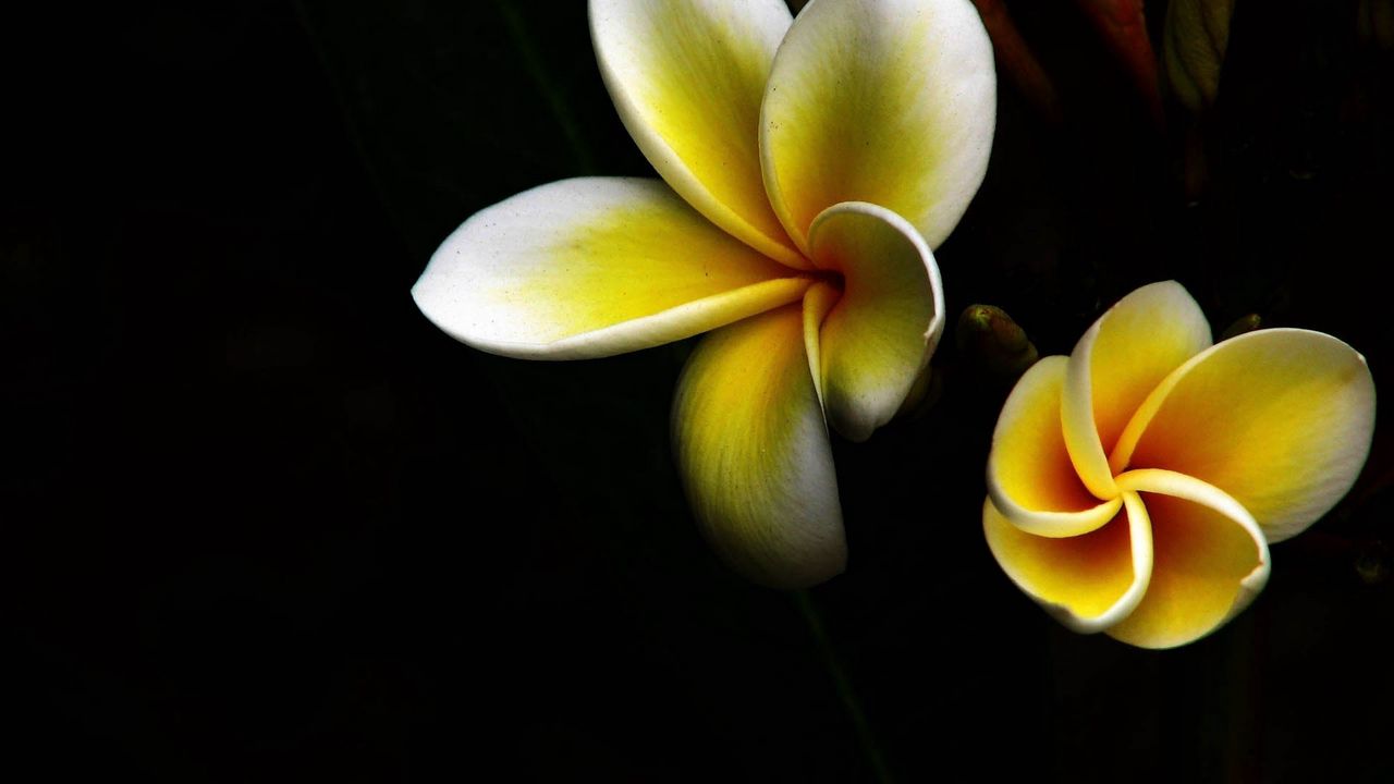 Wallpaper flowers, dark, background, petals