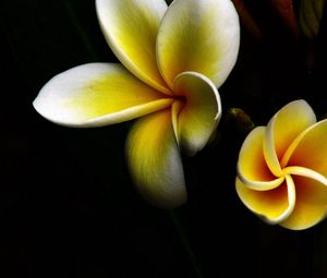 Preview wallpaper flowers, dark, background, petals