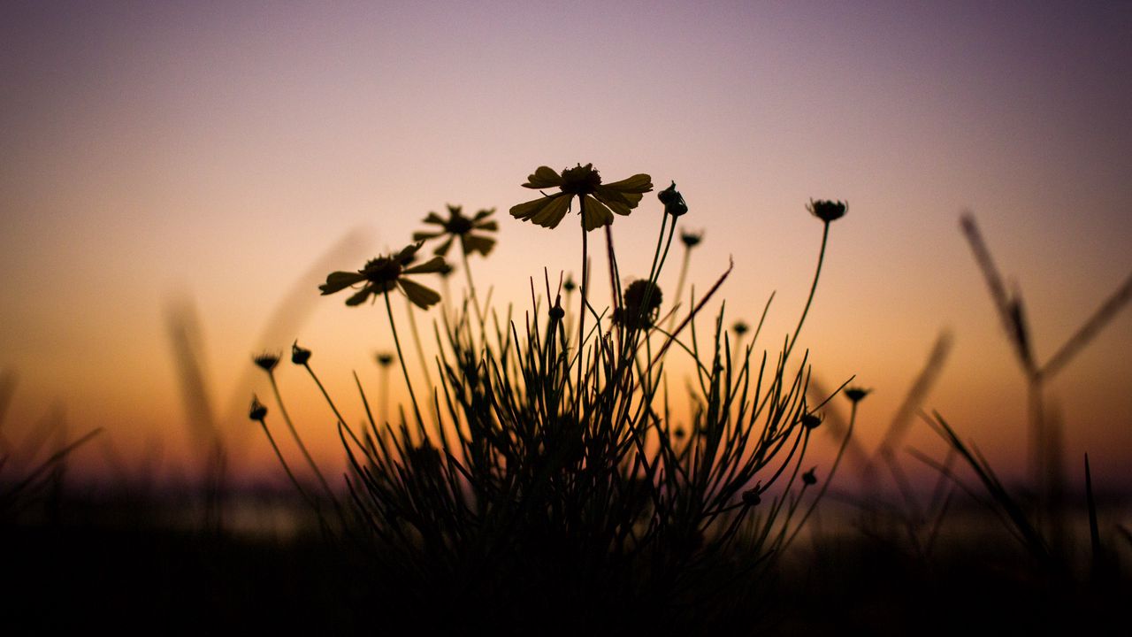 Wallpaper flowers, dark, dusk, plant