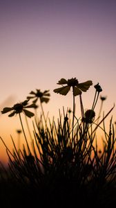 Preview wallpaper flowers, dark, dusk, plant