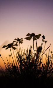 Preview wallpaper flowers, dark, dusk, plant